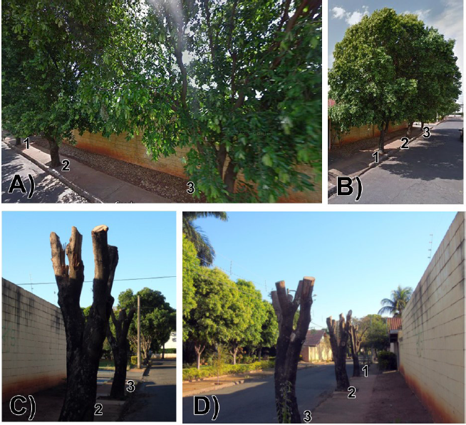 Árvores de Oiti em Ilha Solteira – SP. (a, b) antes e (c, d) após sofrer poda drástica.