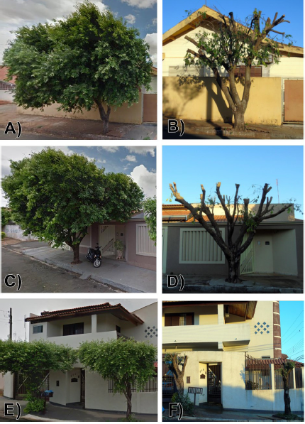 Árvores de Oiti em Ilha Solteira – SP. (a, c, e) antes e (b, d, f) após sofrer poda drástica.