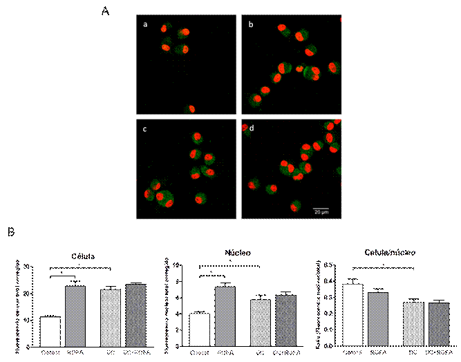 Expresi�n y localizaci�n celular del factor nuclear eritroide 2 (Nrf2) en macr�fagos alveolares.