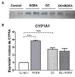 Expresi�n del citocromo P450 1A1 (CYP1A1) en aorta.