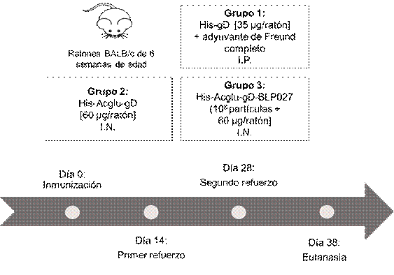 Esquema de inmunizaci�n.