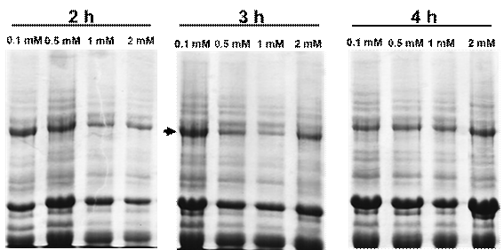 Condiciones �ptimas de expresi�n de His-Acglu-gD.