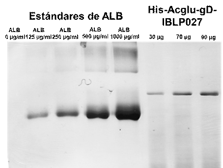 Uni�n de la prote�na recombinante His-Acglu-gD a las BLP027.