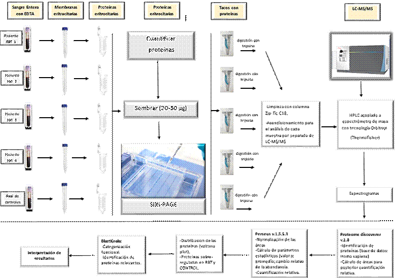 Esquema de trabajo utilizado para la obtenci�n de p�ptidos, LC-MS/MS y an�lisis de datos