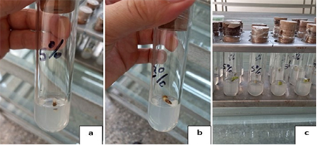 Necrotic explant with doses of 5 % sodium hypochlorite after four days. Figure 1b. Necrotic explant with doses of 3 % sodium hypochlorite after four days. Figure 1c. View of the sprouted explants after four days, in both concentrations of sodium hypochlorite and without contamination in the culture medium.