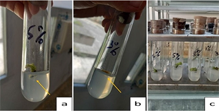 Explant disinfected with 5 % sodium hypochlorite, sprouted and contaminated by bacteria after eight days. Figure 2b. Explant disinfected with 3 % sodium hypochlorite, necrotic and contaminated by bacteria after eight days. Figure 2c. View of the sprouted explants at eight days in both concentrations of sodium hypochlorite