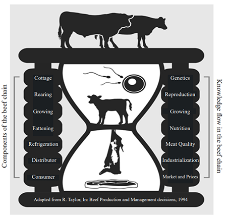 Schematic representation of the beef productive chain, with emphasis on the importance of time during the process from the country field up to the dish