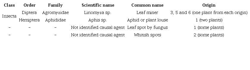 Insects and pathogens associated to six origins of Moringa oleifera in nursery phase
