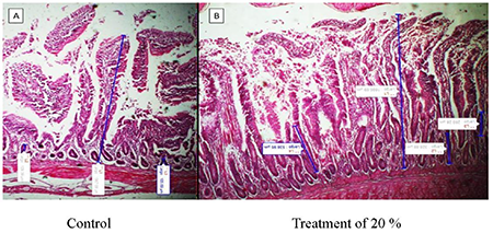 Histological analysis of ileum villi width