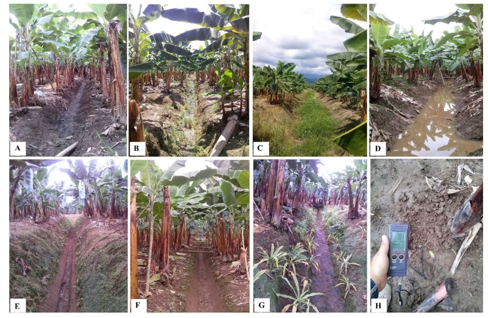 Problemas y medidas de mitigaci�n en plantaciones bananeras; A-B) Acumulaci�n de sedimentos en canales de drenaje, C) Acumulaci�n de malezas en canales primarios, D) Estancamiento de agua en canales, E-F) Mantenimiento y limpieza de canales primarios y secundarios, G) Manejo ecol�gico de taludes, H) Monitoreo de pH en suelos.