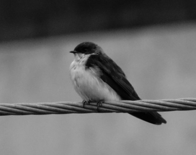 Golondrina azuliblanca HIRUNDINIDAE Común