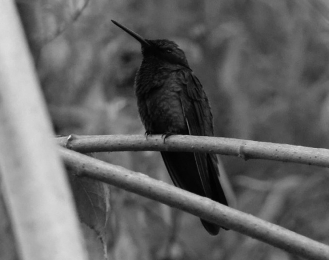 Quinde herrero TROCHILIDAE Común