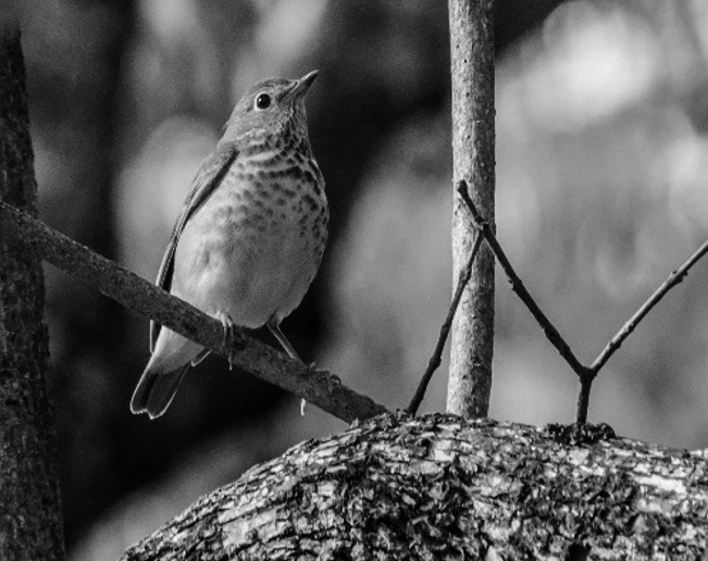 Zorzal de Swainson TURDIDAE Raro