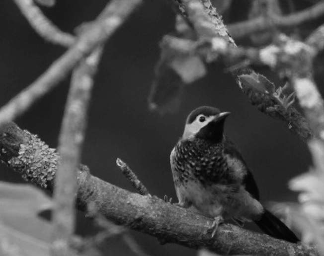 Carpintero dorsicarmesí PICIDAE Raro