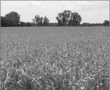 Sitio del ensayo de los tres tratamientos de labranza.
