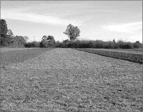 Parcelas de ensayo, en el centro de la imagen, parcela bajo siembra directa.
