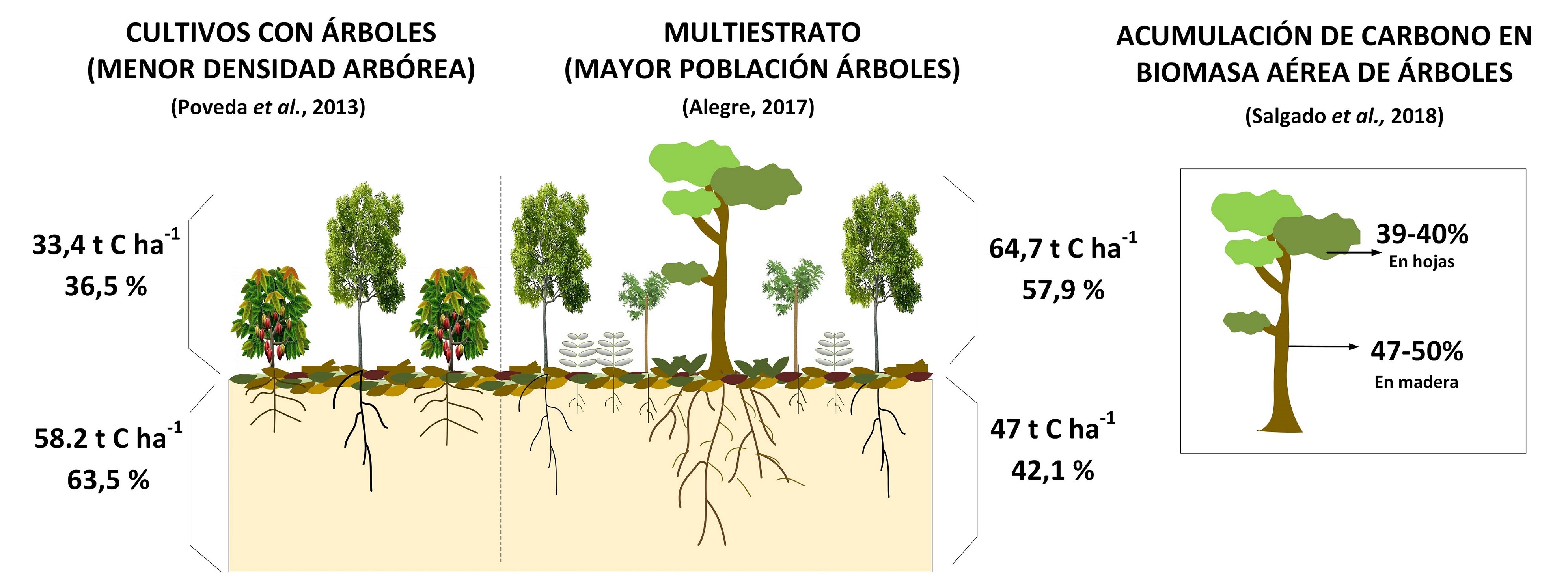 Almacenamiento de carbono en sistemas agroforestales.