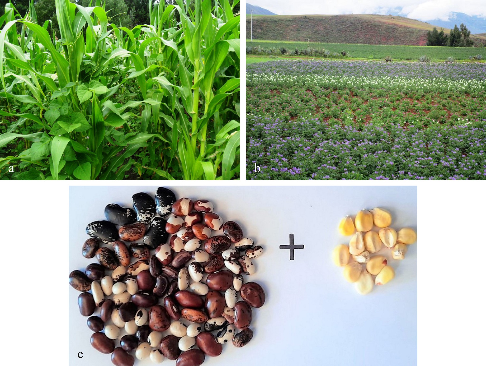 Asociaci�n con cultivos de ciclo corto: a. Ecuador-valle de Tumbaco, b. Per�-Cusco, c. Ecuador-Cotacachi.