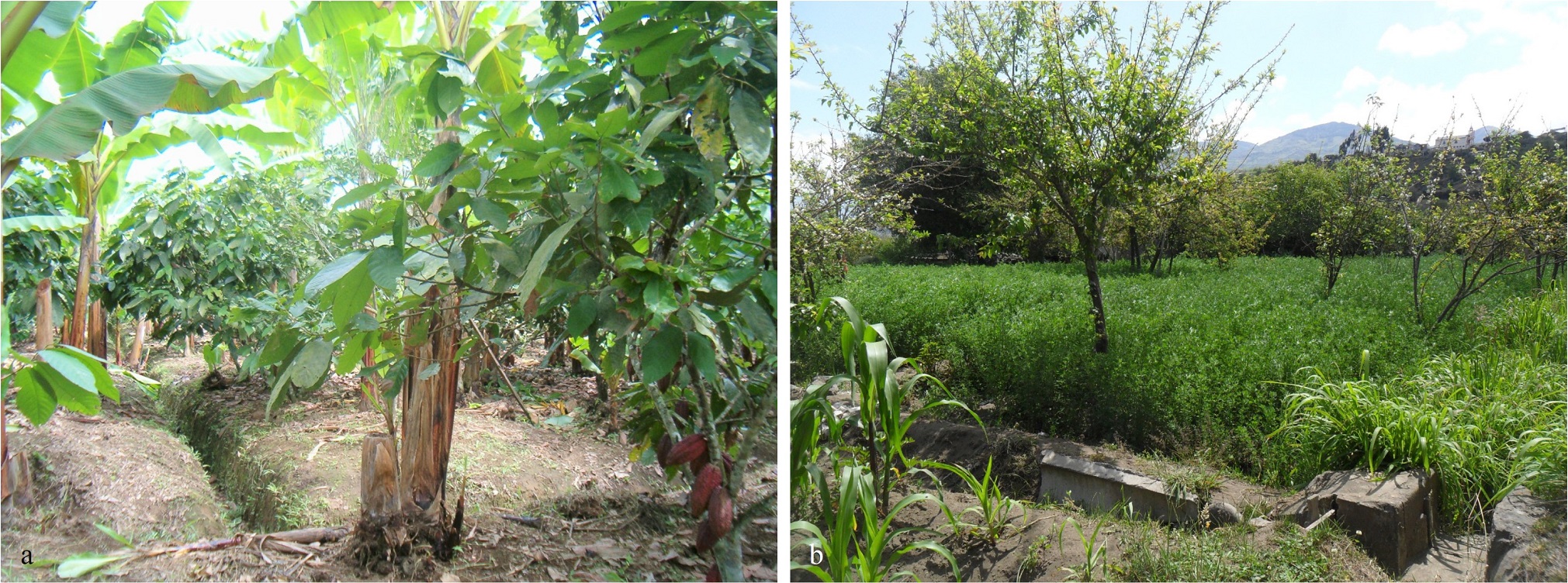 Asociaci�n de cultivos con especies perennes-semiperennes: a. Ecuador-La Man�, b. Ecuador-Cevallos.