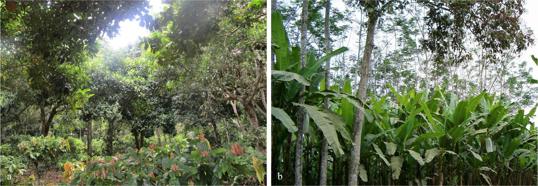 Asociaci�n de cultivos en sistemas agroforestales: a. Per�-Yurimaguas, b. Ecuador-La Man�.