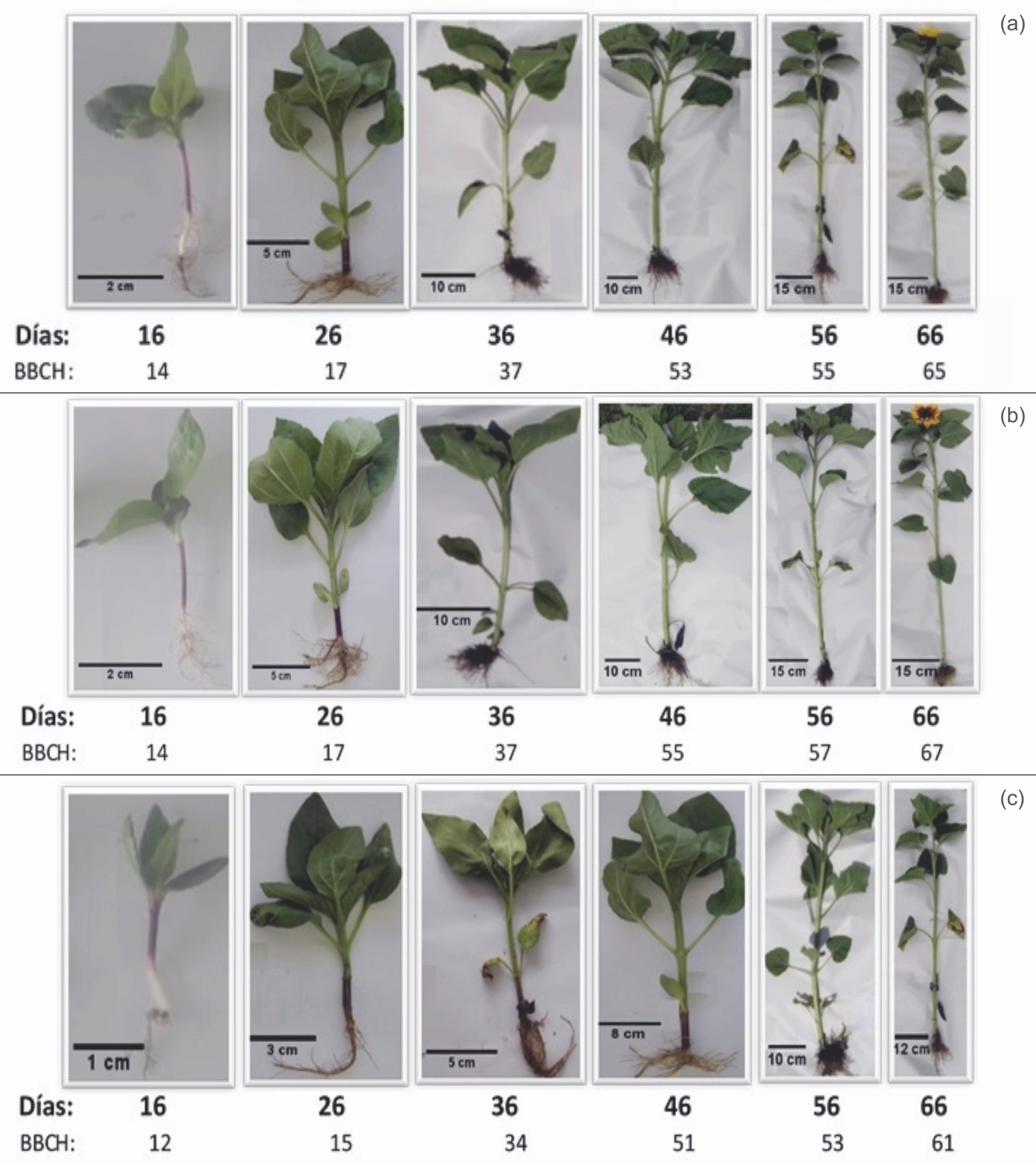 Fases de desarrollo de girasol (Helianthus annus L.) para los cultivares hbridos Vicent Choice (a), Sunrich Orange (b) y SM-373 (c).