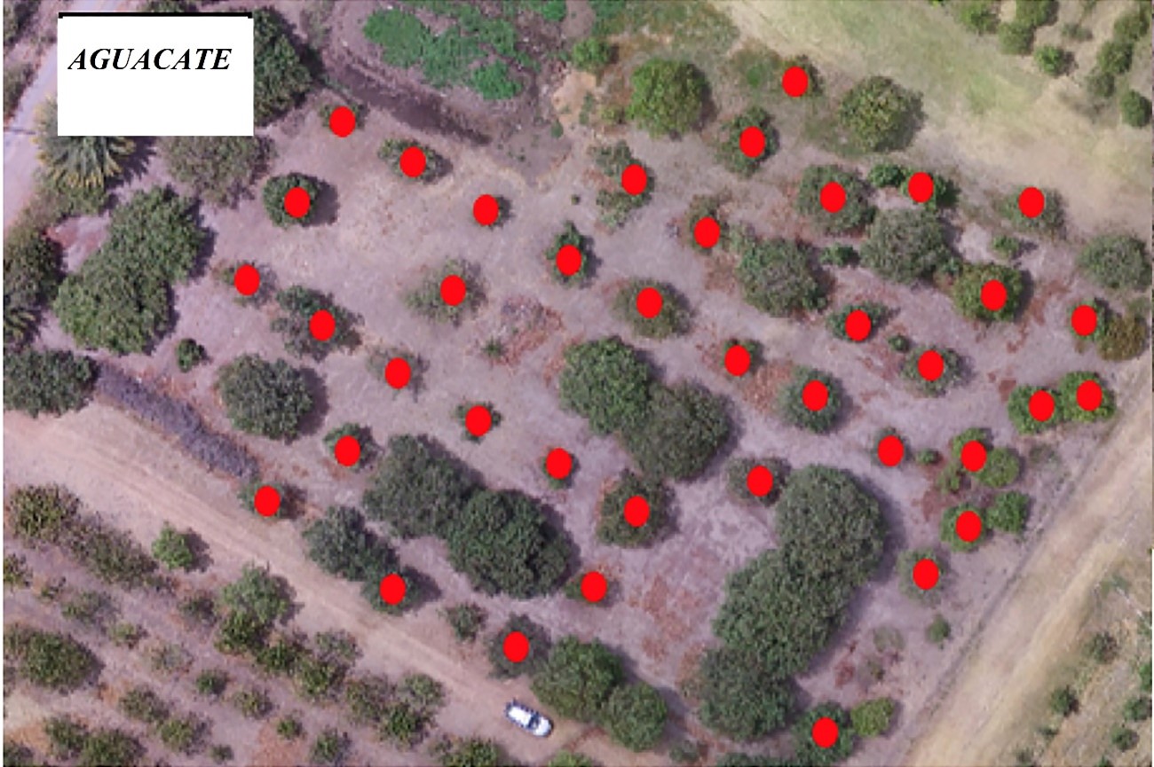 Distribuci�n en los lotes de �rboles control de aguacate. Escala 1:500.