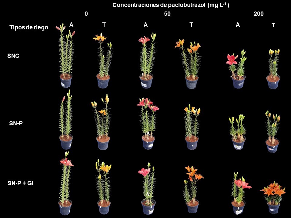 Aspecto visual de Lilium &lsquo;Armandale&rsquo; A y &lsquo;Tresor&rsquo; T cultivados con tres concentraciones de paclobutrazol PBZ y tres tipos de riego SNC soluci�n nutritiva completa SNP sin f�sforo SNPGI sin f�sforo m�s 1 g de in�culo con G intraradices