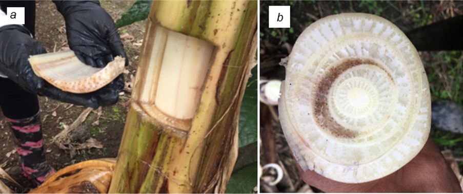 Muestras de pseudotallo con presencia de moko de pltano, a) extraccin de la muestra, b) presencia de la bacteria en el centro del pseudotallo.