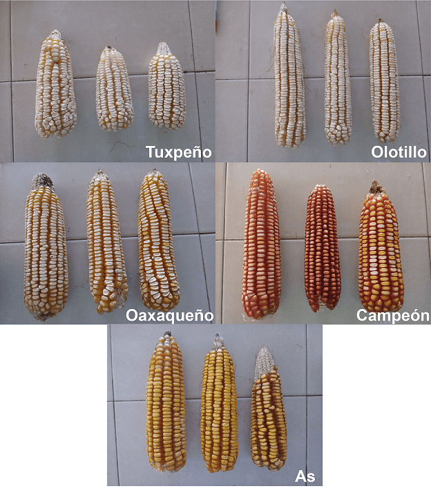 Ma�ces nativos evaluados.
