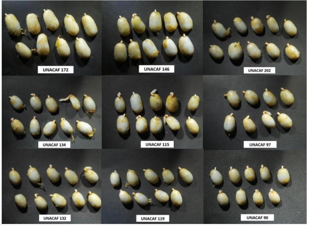 Semillas germinadas utilizadas para este ensayo