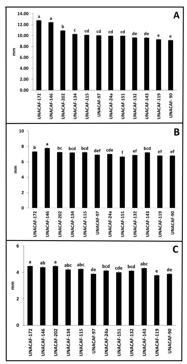 Rasgos f�sicos evaluados en este experimento. A) el di�metro polar (L) (mm), B) el di�metro ecuatorial de la semilla (mm) y C) el espesor (W) (mm).