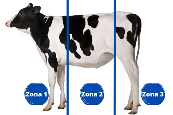 Divisi�n en zona anat�micass del cuerpo de los bovinos para conteo de garrapatas y determinaci�n del grado de infestaci�n. La "zona 1" comprendi� la cabeza hasta la punta del t�rax, la "zona 2" abarcaba desde la punta del t�rax hasta el hueso sacro, y la "zona 3" incluy� el sacro, el perineo, ubre posterior, entre pierna, y las patas posteriores