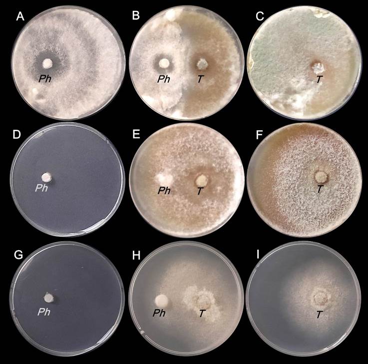 Colonias de Phomopsis spp y T harzianum al finalizar la etapa biofumigante d�a 7 de la incubaci�n A B C en ausencia de B juncea D E F con 10 g de B juncea G H I con 30 g de B juncea Ph Phomopsis spp T T harzianum