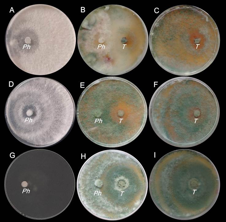 Colonias de Phomopsis spp. y T. harzianum al finalizar la etapa postbiofumigante (d�a 11 de la incubaci�n). A, B, C: en ausencia de B. juncea; D, E, F: con 10 g de B. juncea; G, H, I: con 30 g de B. juncea; Ph: Phomopsis spp.; T: T. harzianum.