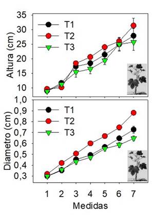 Altura y di�metro (HS y DBS; media � error est�ndar) de los tratamientos a lo largo del tiempo de estudio.