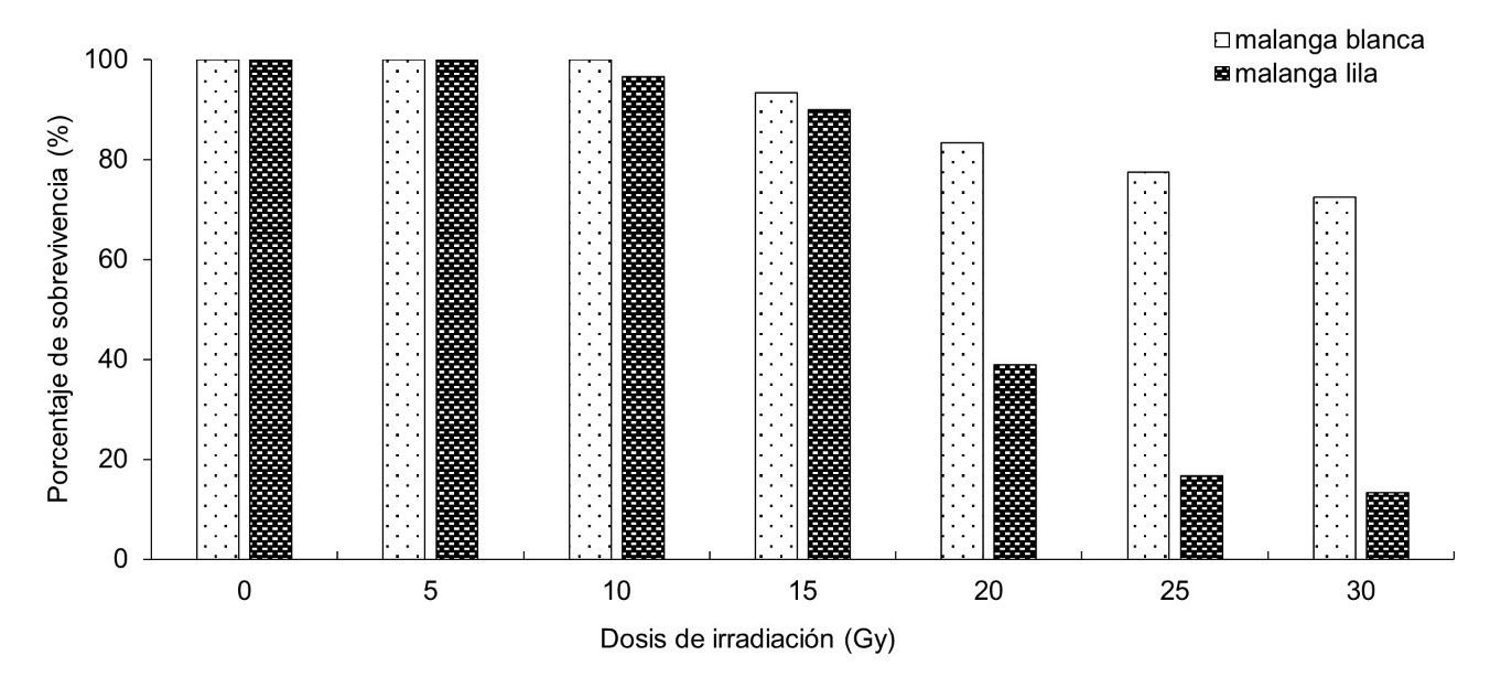 Efecto de la irradiaci�n gamma sobre la sobrevivencia de malanga Blanca y Lila, evaluada a los 69 despu�s de la irradiaci�n.