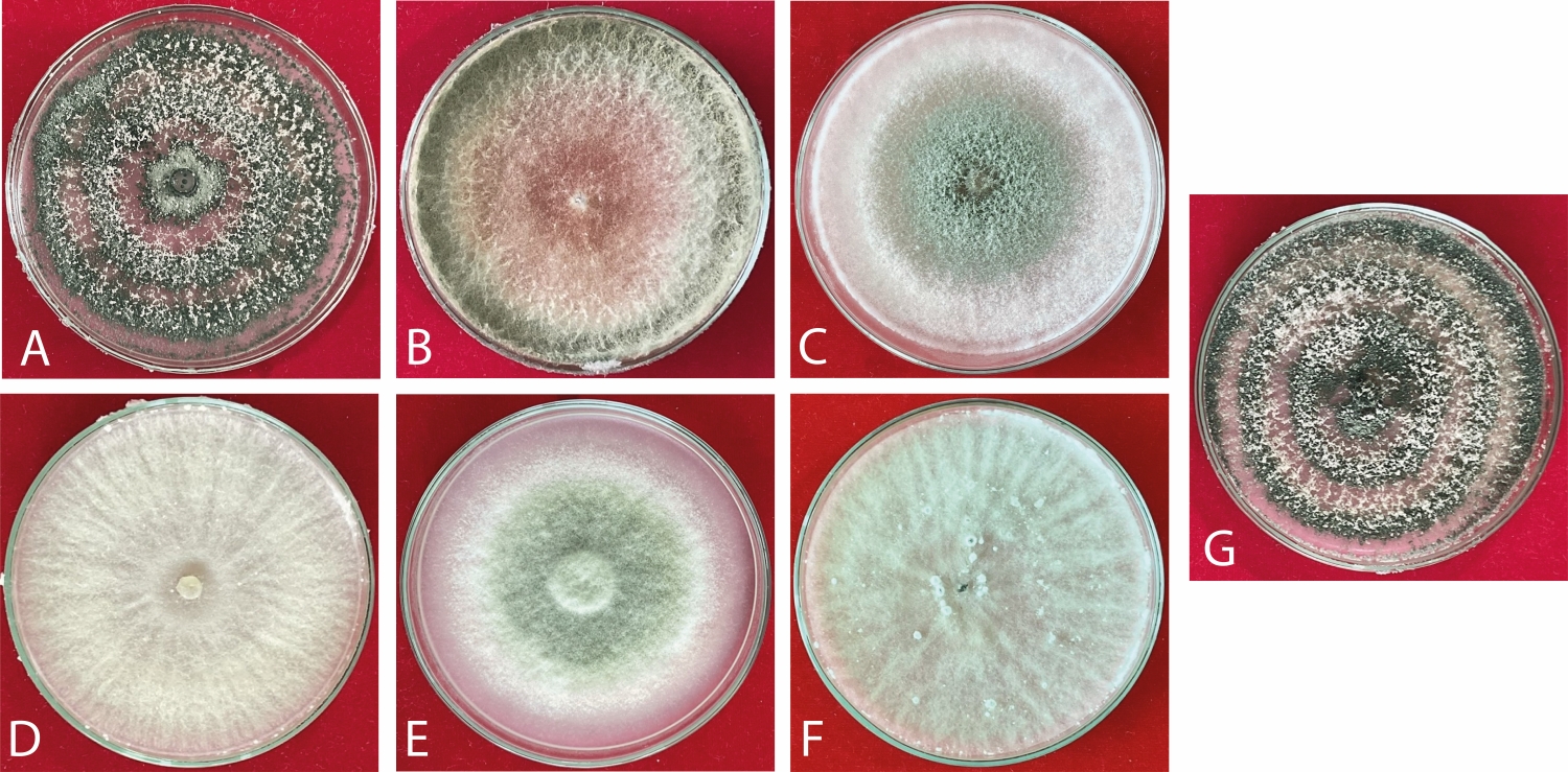 Caracter�sticas culturales de cepas de Trichoderma spp. en medio PDA. (A) F74 suelo, (B) F84 suelo, (C) F78 suelo, (D) F73 ra�z, (E) F19 suelo, (F) F17 hoja, (G) F76 suelo.