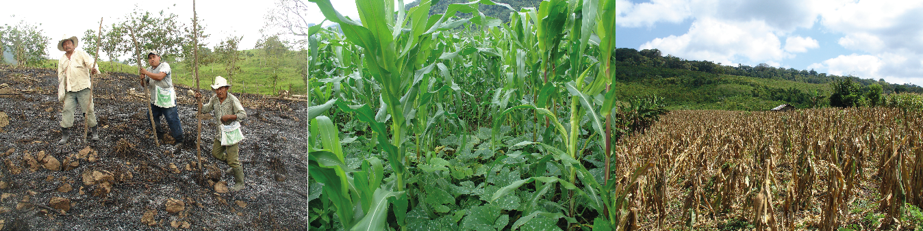 Manejo del sistema milpa tradicional. Izquierda: Siembra. Centro: Desarrollo del sistema. Derecha: Dobla del ma�z.