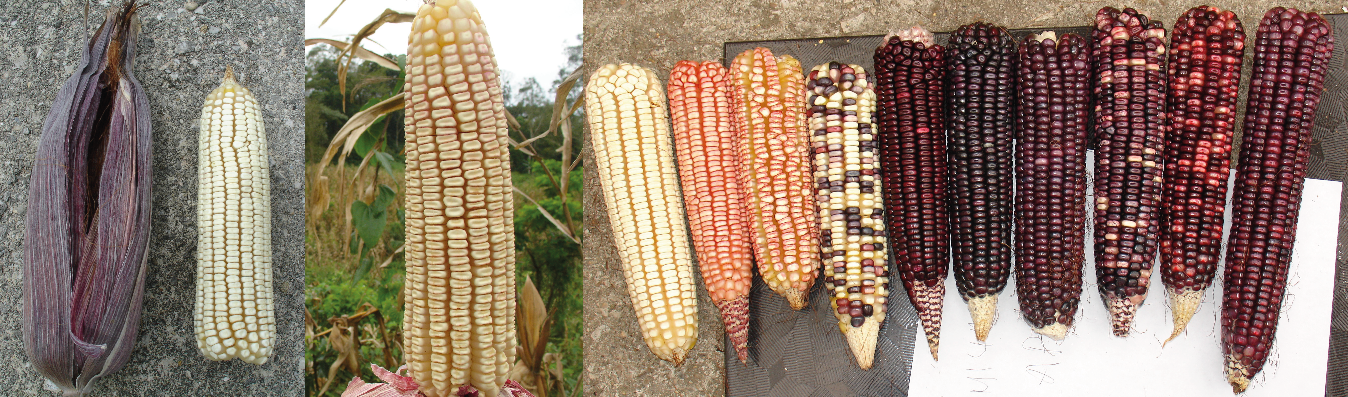 Ma�ces nativos de Salto de Agua, Chiapas. Izquierdo Raza Vande�o. Centro: Tuxpe�o. Derecho: Accesiones representativas.