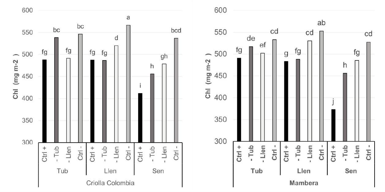 Comportamiento de la concentración de la clorofila por efecto de la fase fenológica del cultivo, tratamiento de humedad del suelo y cultivar en plantas de papa Solanum phureja bajo condiciones de invernadero.*
