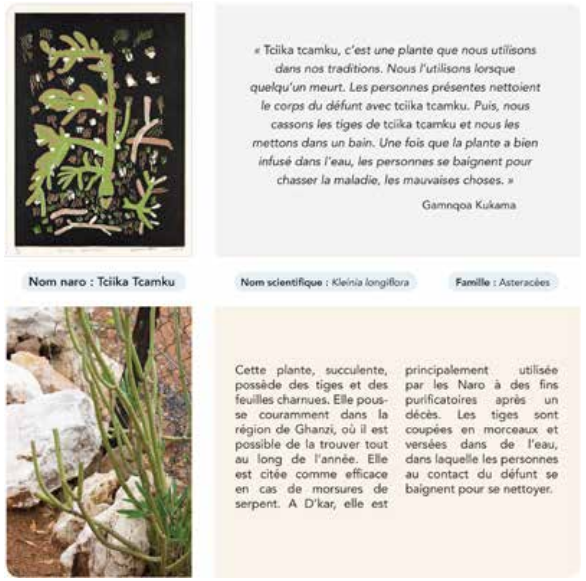 En marge d&rsquo;une r�flexion sur la parcellisation des terres, la salle 2 pr�sentait douze fiches ethnobotaniques en lien avec les linogravures expos�es dans le meuble-mosa�que. Sur chacune d&rsquo;elles, une citation de l&rsquo;artiste (ici Gamnqoa Kukama) et un texte �voquaient les usages et les connaissances li�s � la plante repr�sent�e