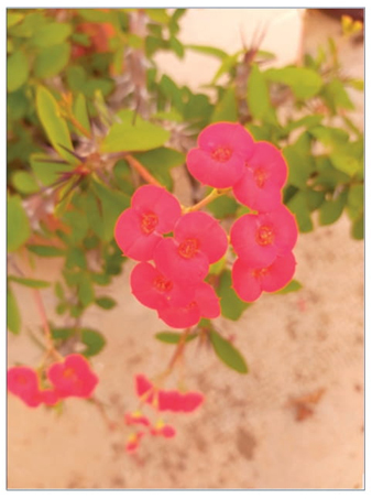 Fotografía realizada con la aplicación Open Camera. 