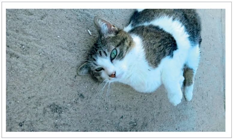 Fotografía realizada con la aplicación Cameringo
									Lite.