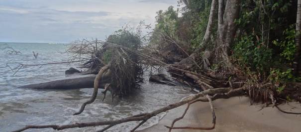 Ca&iacute;da de &aacute;rboles como consecuencia de la erosi&oacute;n costera en el Parque Nacional Cahuita. Fotograf&iacute;a tomada en diciembre de 2017.