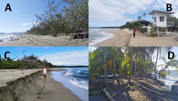 Ejemplos de playas con retroceso en la l&iacute;nea de costa entre Puerto Vargas y Gandoca. A) Presencia de escarpe de erosi&oacute;n con ca&iacute;da de vegetaci&oacute;n sobre la playa de Puerto Vargas. B) Prominente escarpe de tempestad localizado sobre la playa de Cocles, incluso oblig&oacute; a retroceder la estructura de vigilancia de los guardavidas. C) Escarpe sobre la playa, retroceso de la vegetaci&oacute;n y berma con evidencias de wahs over en la playa de Gandoca. D) Evidencias del retroceso de la l&iacute;nea de costa en Manzanillo, n&oacute;tese la exposici&oacute;n de ra&iacute;ces, la inclinaci&oacute;n de las palmeras de coco y la presencia de una berma y un escarpe.