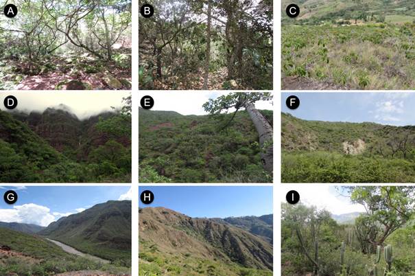 Sitios de vegetaci&oacute;n muestreadas en el enclave seco del ca&ntilde;&oacute;n del r&iacute;o Chicamocha, Colombia. Se muestrearon nueve tipos de vegetaci&oacute;n correspondientes a tres franjas de altitud, la zona alta entre 1150-1580 m s.n.m. (A-C), la zona media entre 641-1021 m s.n.m. (D-F) y la zona baja entre 317-625 m s.n.m. (G-I), cada franja con tres fisionom&iacute;as de vegetaci&oacute;n distintas, bosques riparios (A, D y G), bosques de ladera (B, E y H) y matorrales (C, F e I).