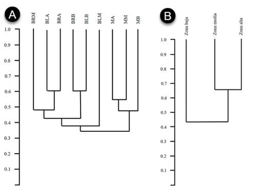 Dendrogramas de similitud Bray-Curtis especies de aves entre sitios de muestreo en el enclave seco del ca&ntilde;&oacute;n r&iacute;o del Chicamocha, Colombia. A) Similaridad de las comunidades de aves en cada uno de los tipos de vegetaci&oacute;n y B) Similaridad de las comunidades de aves por franja de altitud.