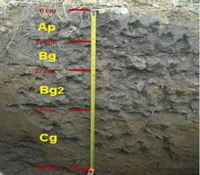 Perfil modal del &aacute;rea de evaluaci&oacute;n.