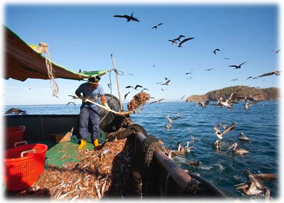 Los intentos de revivir la pesca de arrastre de camarón denotan la inconciencia de los daños y el desperdicio que involucran.