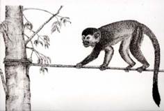 Ejemplo de un paso o puente a�reo para S. oerstedii en Manuel Antonio, Quepos. 